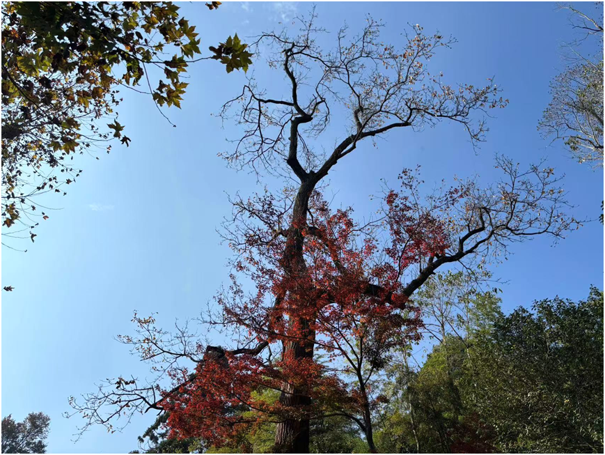 1763544199647101.png 1763544199647101.png